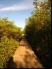 Praia dos Nativos - Trancoso