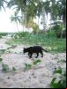Praia dos Coqueiros - Trancoso