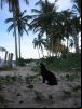 Praia dos Coqueiros - Trancoso